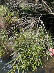 Leptospermum brachyandrum