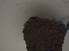 Ptyonoprogne concolor