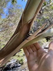 Leptospermum brachyandrum