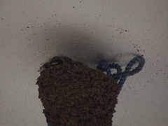 Ptyonoprogne concolor