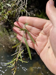 Leptospermum brachyandrum
