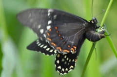 Papilio menatius victorinus