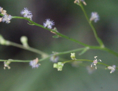 Gonocarpus chinensis