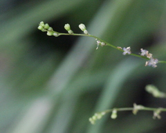 Gonocarpus chinensis