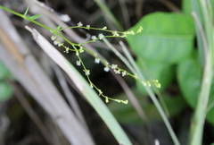 Gonocarpus chinensis