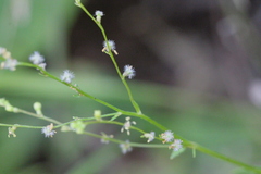 Gonocarpus chinensis