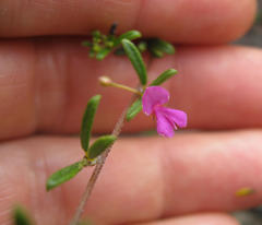 Indigofera sp14