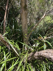 Leptospermum brachyandrum