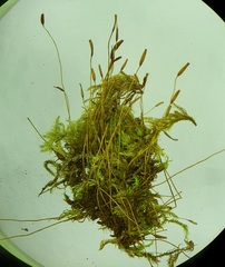 Streblotrichum enderesii