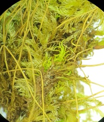 Streblotrichum enderesii