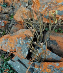 Pachypodium