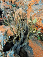 Pachypodium
