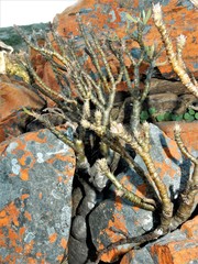 Pachypodium