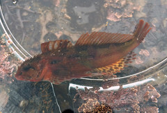 Oligocottus snyderi