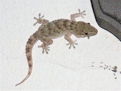 Tarentola gomerensis