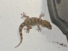 Tarentola gomerensis