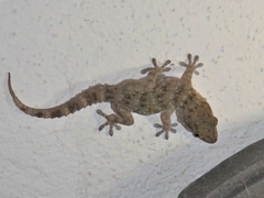 Tarentola gomerensis