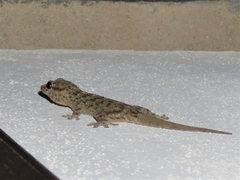 Tarentola gomerensis
