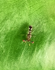 Teleopsis quadriguttata