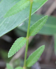 Gonocarpus chinensis