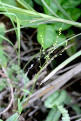 Gonocarpus chinensis