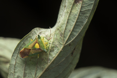 Sastragala scutellata