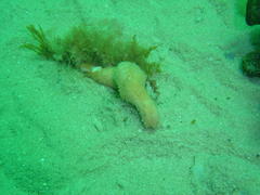Thyone aurea
