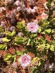 Streptoglossa decurrens