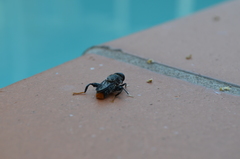 Malometasternum rufocaudatum