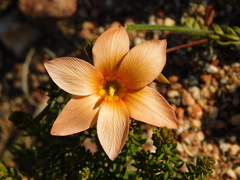Romulea jugicola