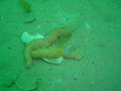 Thyone aurea
