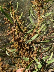 Acacia gladiiformis