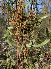 Acacia gladiiformis