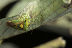 Sastragala scutellata