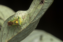 Sastragala scutellata