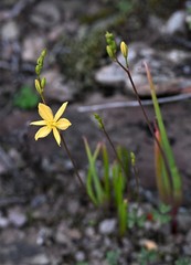 Bulbine succulenta