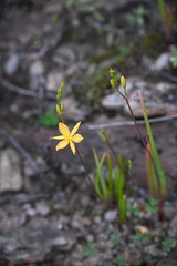 Bulbine succulenta