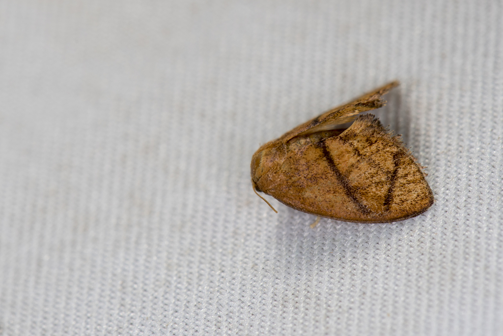 Ceratonema apodina