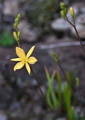Bulbine succulenta