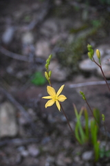 Bulbine succulenta