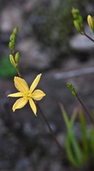 Bulbine succulenta