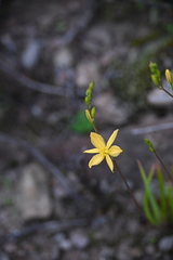 Bulbine succulenta