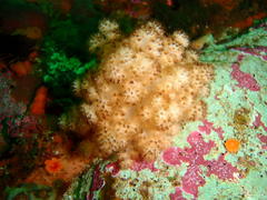 Eunephthya thyrsoidea