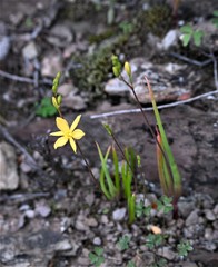 Bulbine succulenta