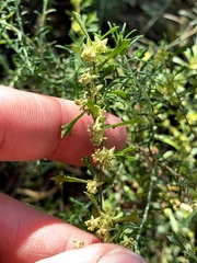 Dodonaea peduncularis
