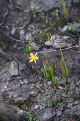 Bulbine succulenta