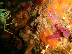 Eunephthya thyrsoidea