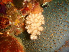 Eunephthya thyrsoidea