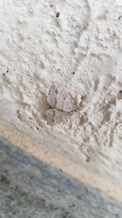 Perizoma parallelolineatum