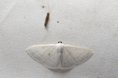 Lomographa claripennis